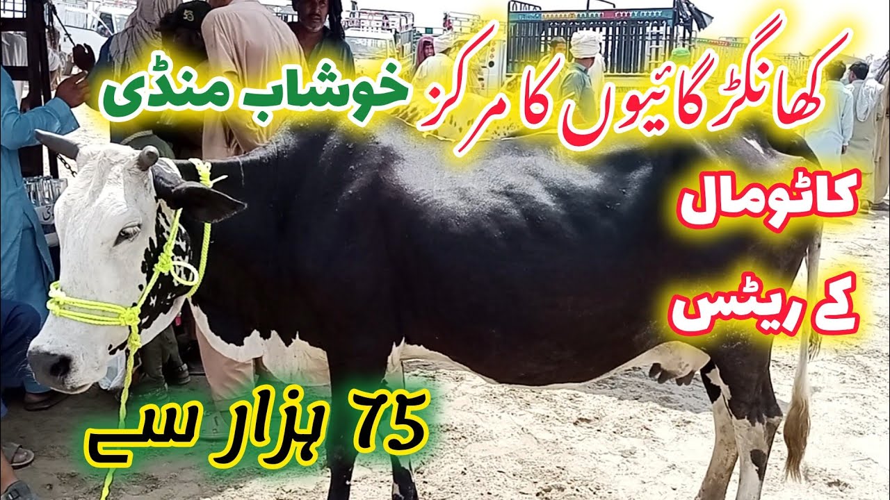 Khangar Cow Khushab Mandi || Desi crass sahiwal jersey cross sasti cow || katto mall 2024