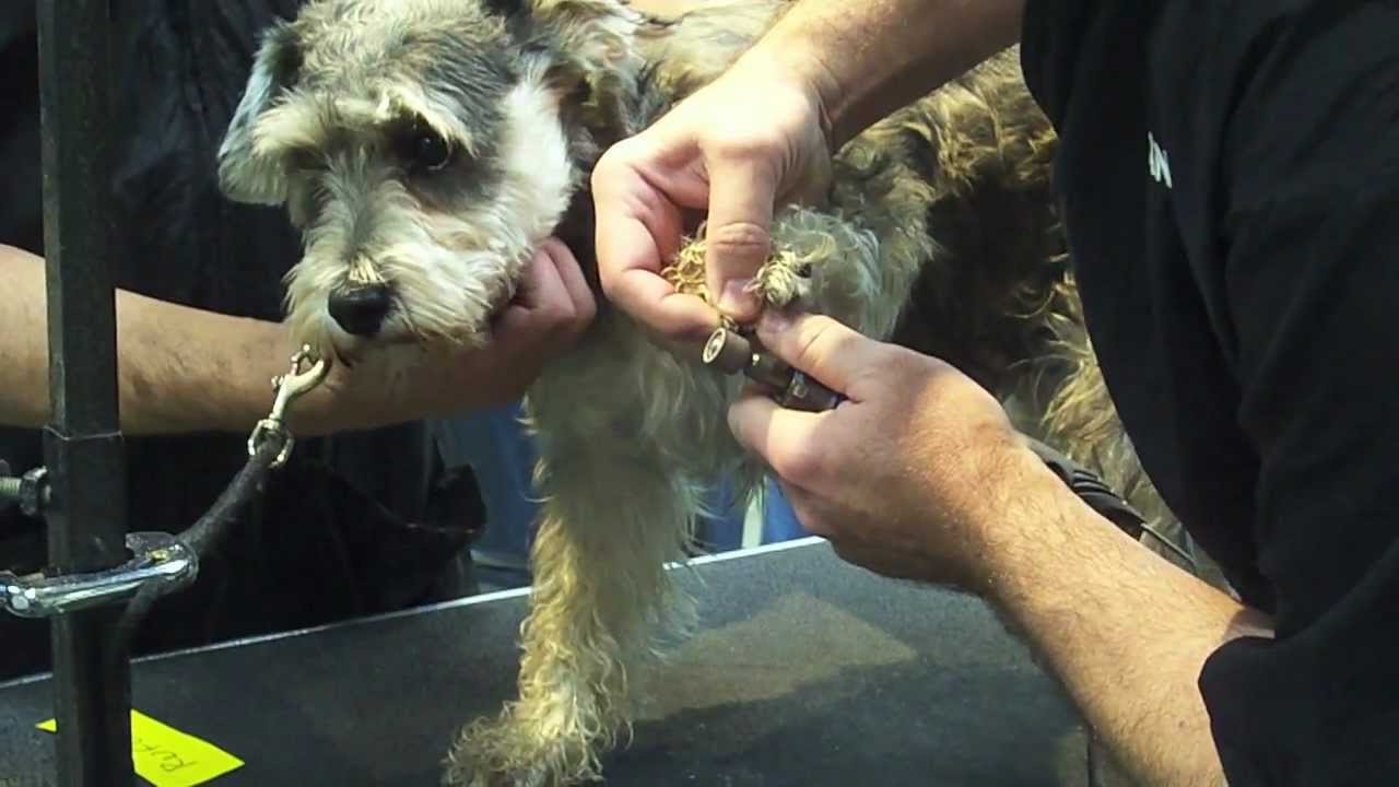 A Day at Bonnie's Dog & Cat Grooming