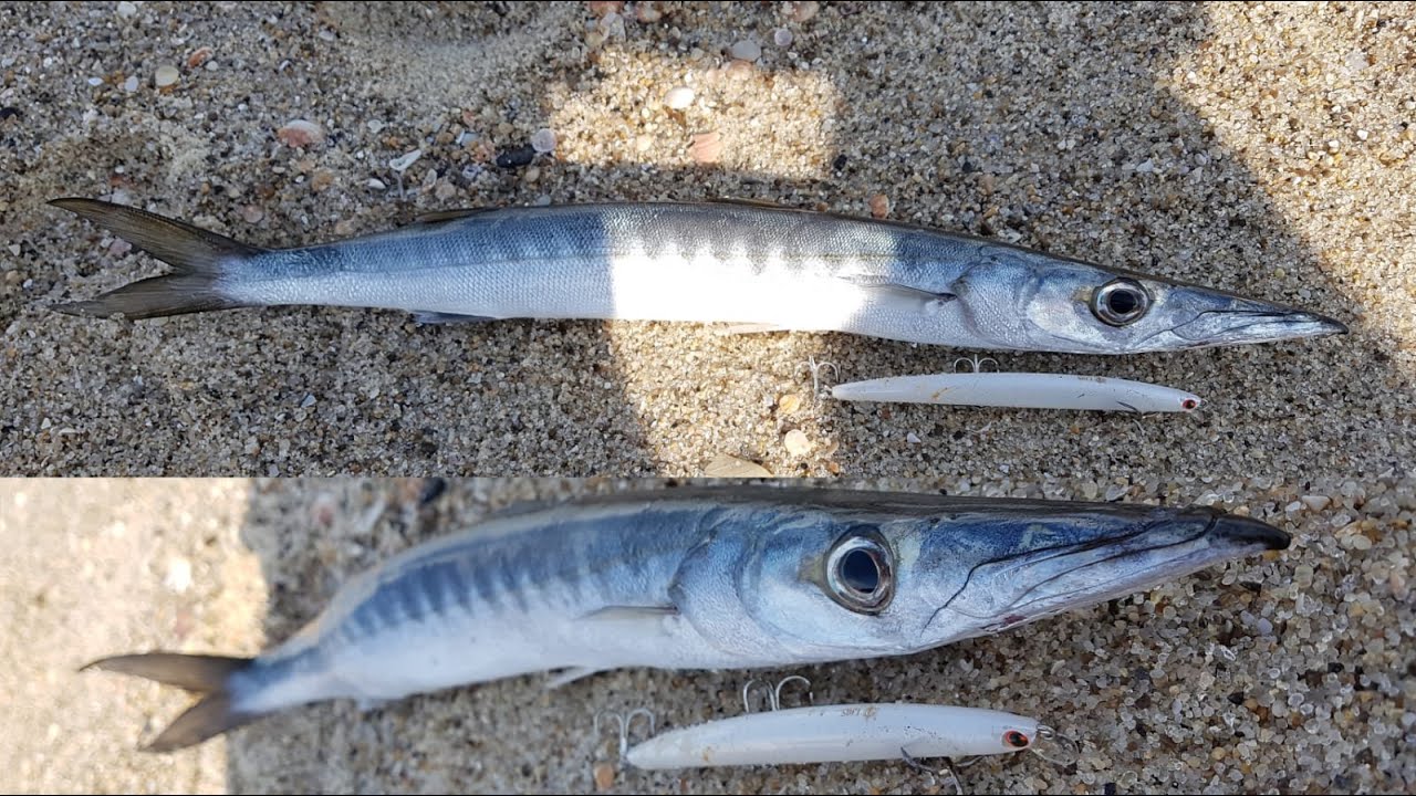 ברקודה מהחוף! | לוקוסים | Barracuda from shore! | Groupers