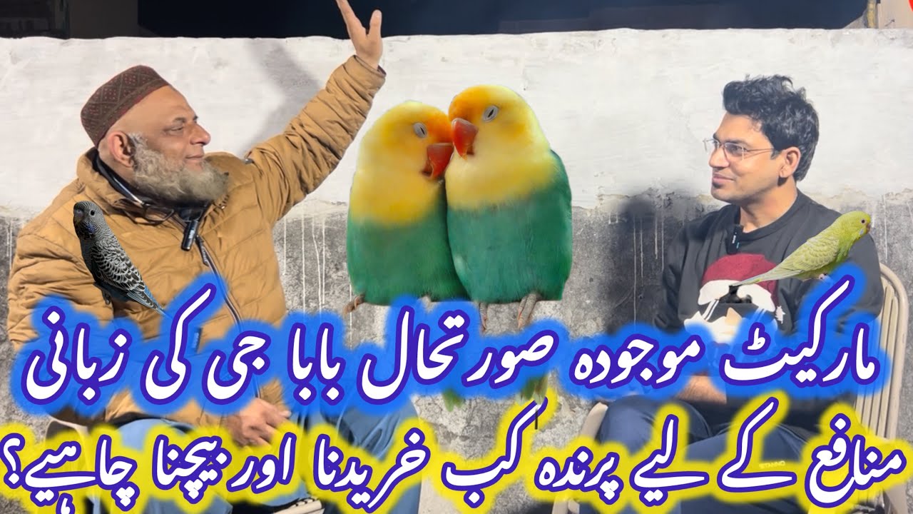Birds current market position