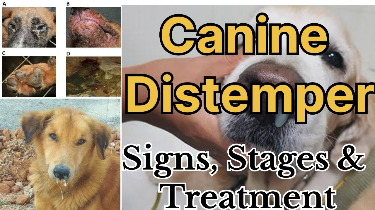Canine Distemper in Dogs: All stages with signs and possible treatment options by Dr Sk Mishra