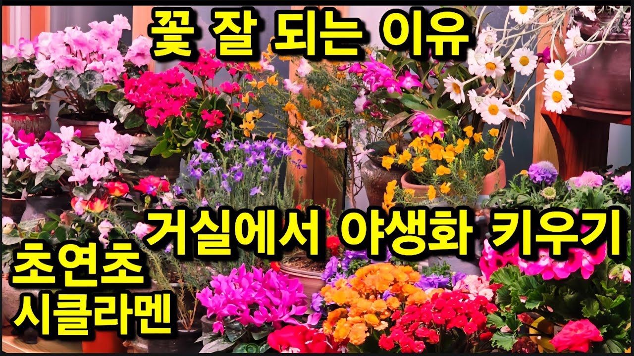 거실에서 #야생화 키우기 #시클라멘 #초연초 #은엽구절초 #긴기아난 #액비 잘키우기