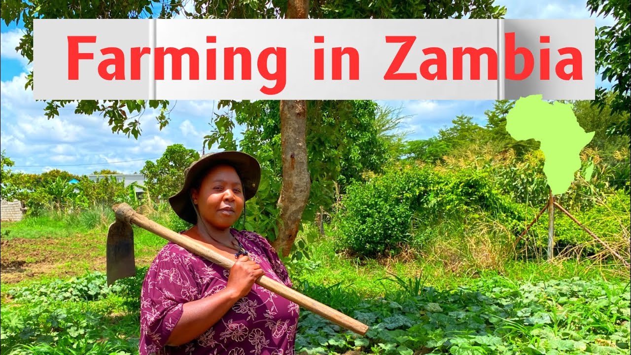 Rainy Season Farming | Homesteading In Lusaka, Zambia Africa