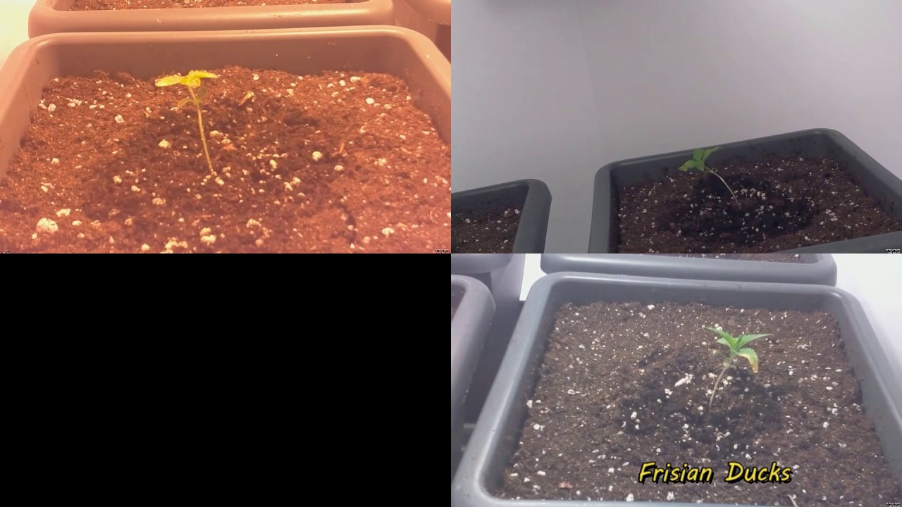 Week 1 t/m 12 van de Frisian Duck en de Critical Orange Punch in de CNNBS G-Kit XL