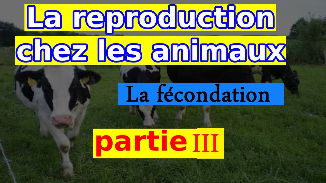 La fécondation chez les animaux 2AC BIOF