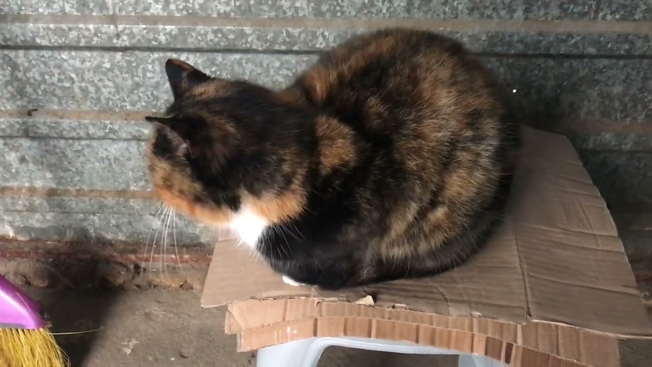 Street Cat Larisa Loves a Man and Sits with Him