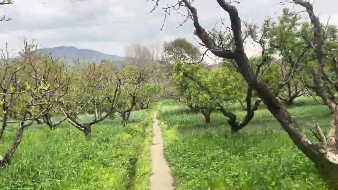 Daily village vlog Challange part 1