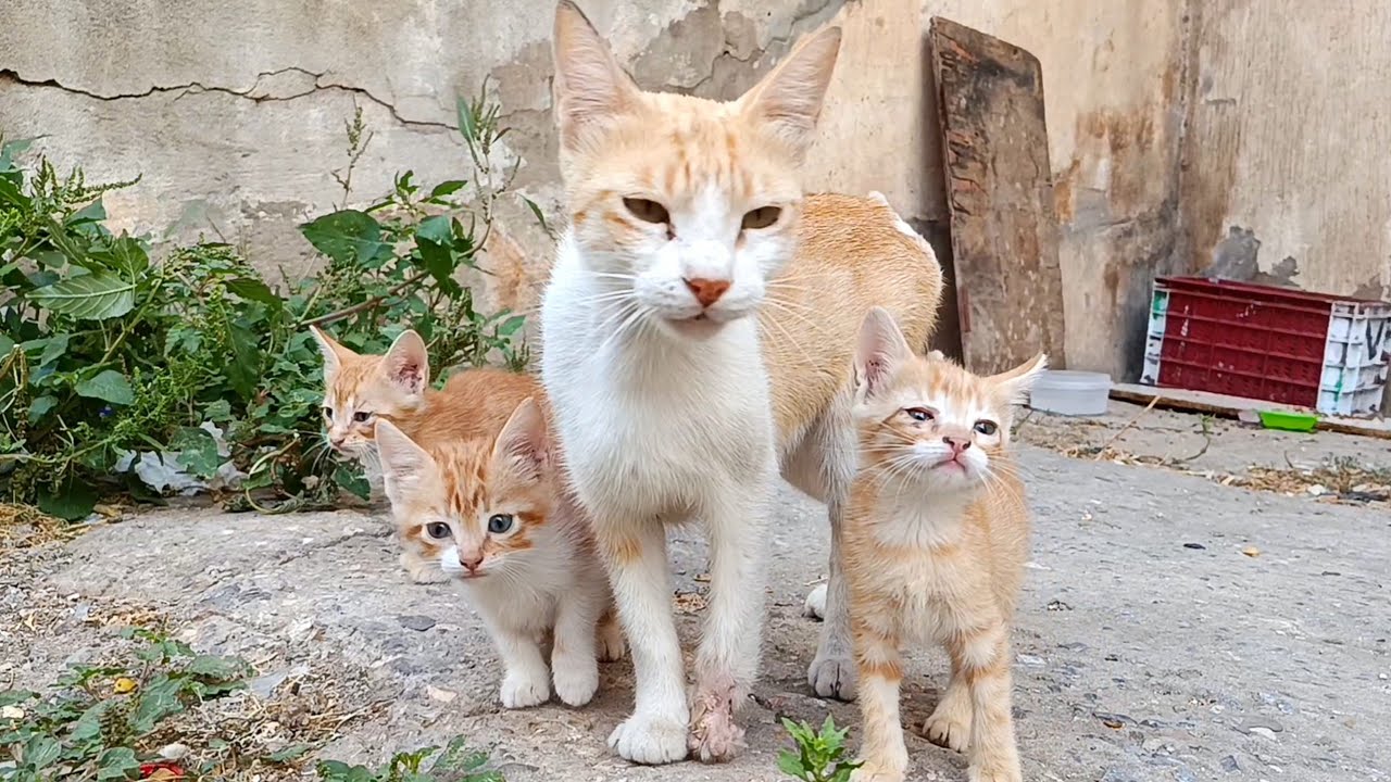 Mother cat brought me her kittens from box after they started asking for food