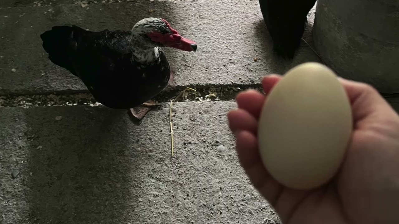 The ducks moved in and met the dog