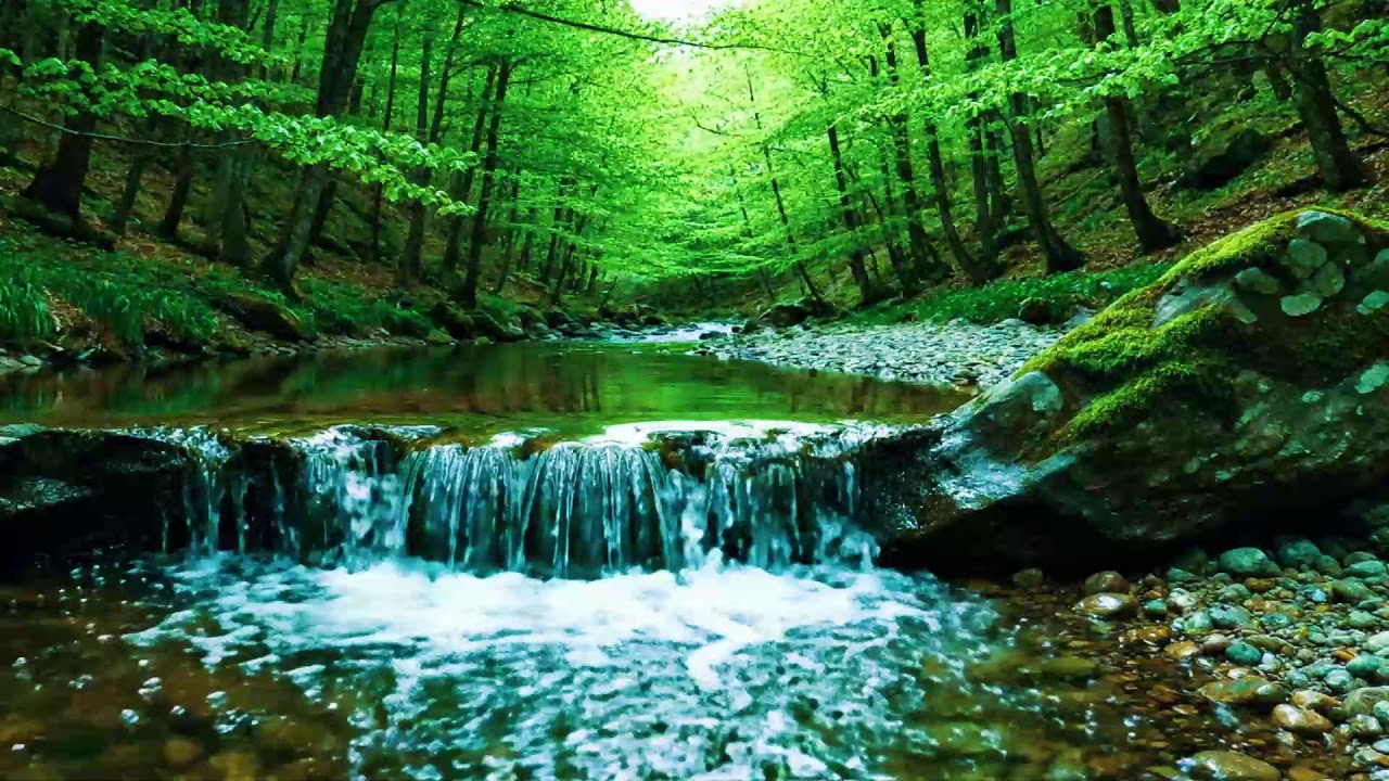 Beautiful Forest Sounds 🌿 Calming River & Forest Birdsong | Nature ASMR