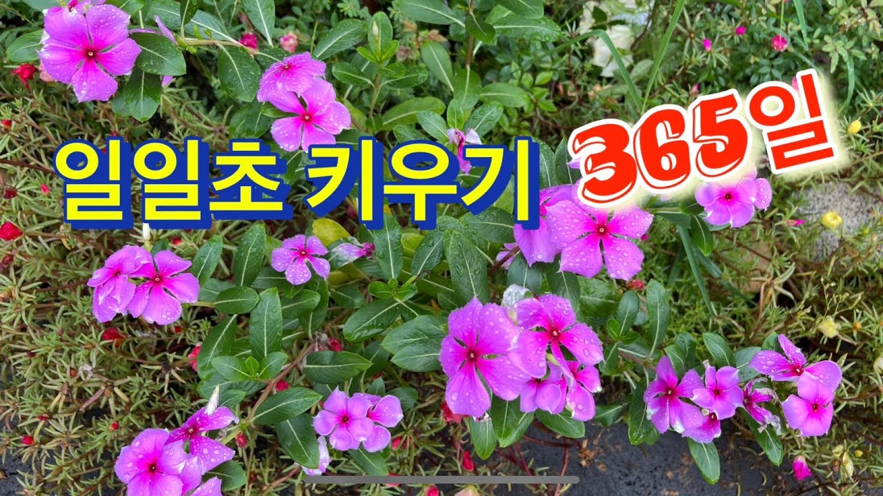 일일초 키우기#씨앗받기#월동방법#외목대
