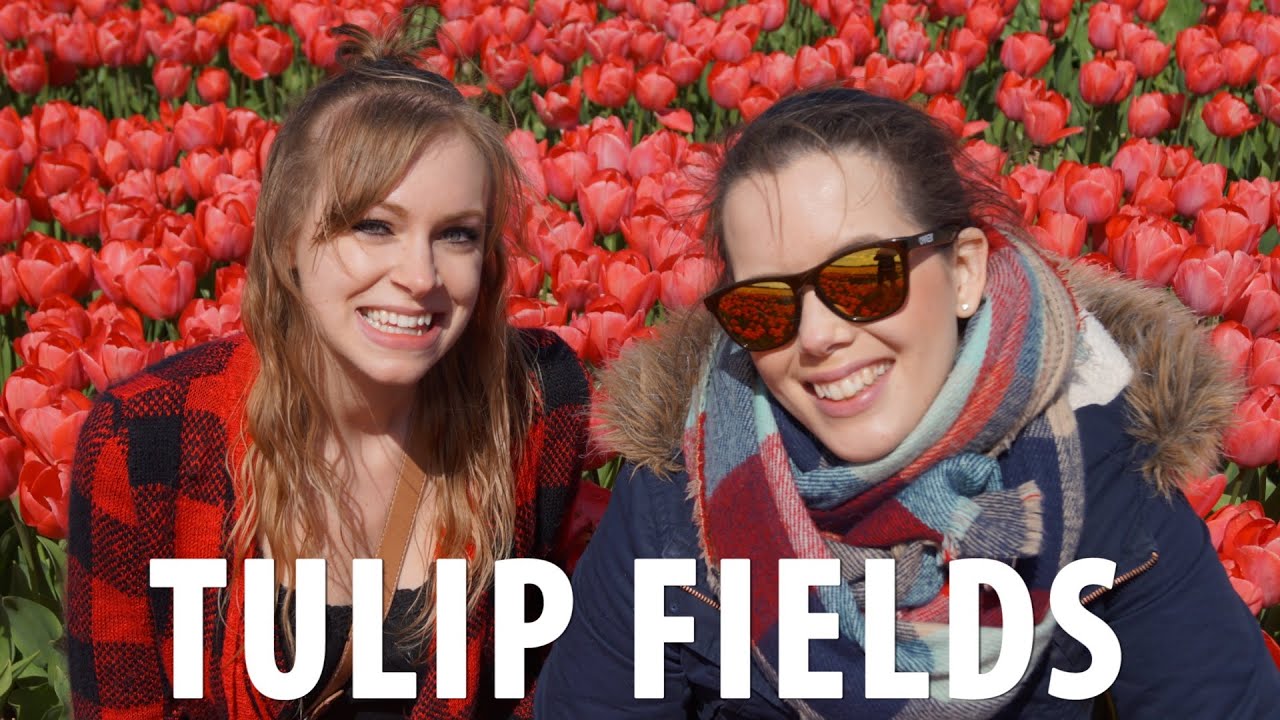 Tulip Fields Bicycle Tour Amsterdam