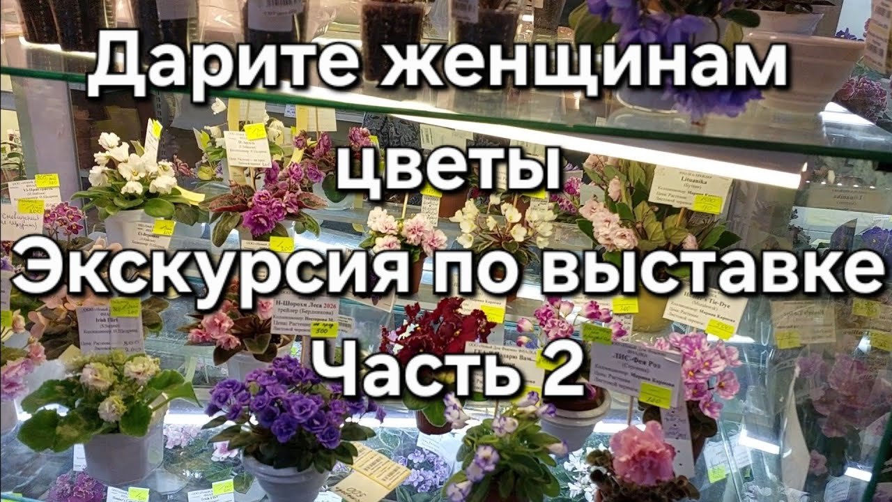 Экскурсия по выставке фиалок. Часть 2.