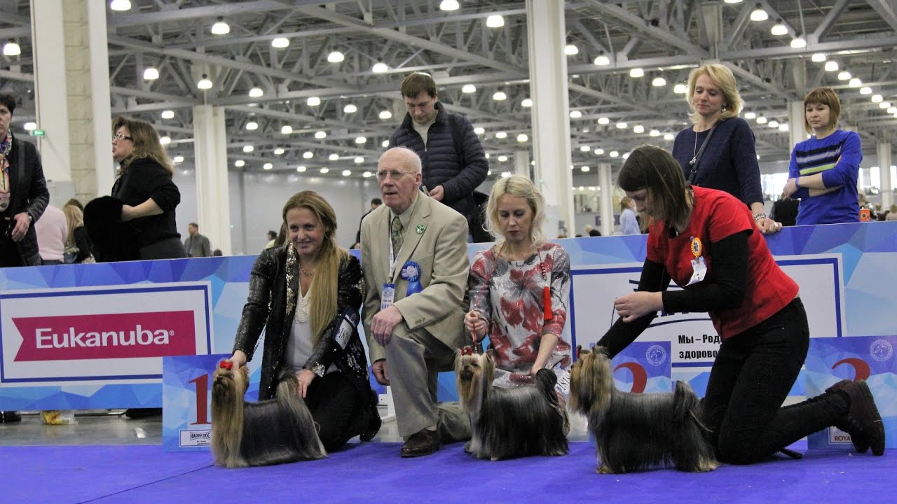 International Dog Show EURASIA I 2017, Yorkshire Terriers