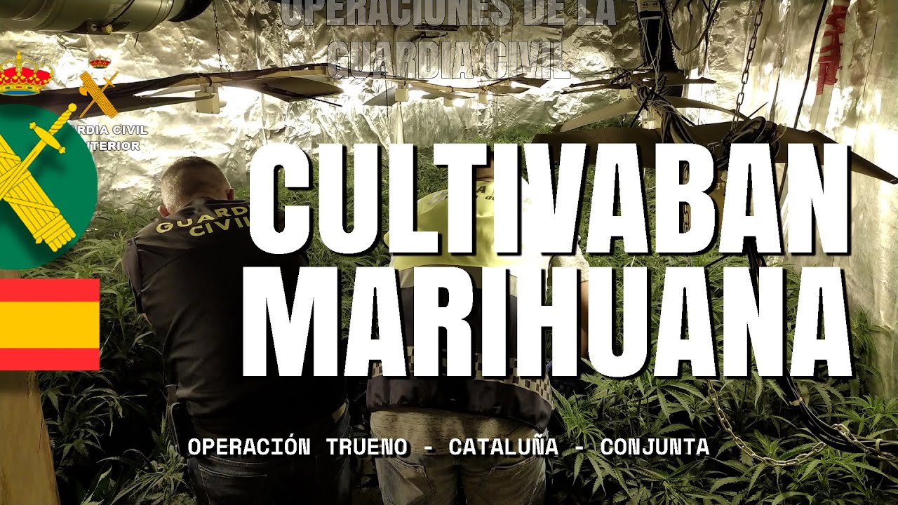 Desarticulada una organización criminal dedicada al cultivo de marihuana en Cataluña