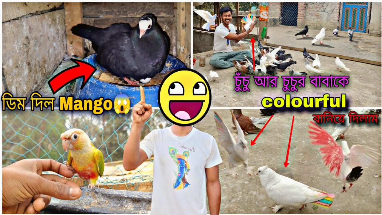 চুচু আর চুচুর বাবাকে colourful বানিয়ে দিলাম🌈 ডিম দিল ম্যাংগো র বউ tango😁#myworld #petsvlog