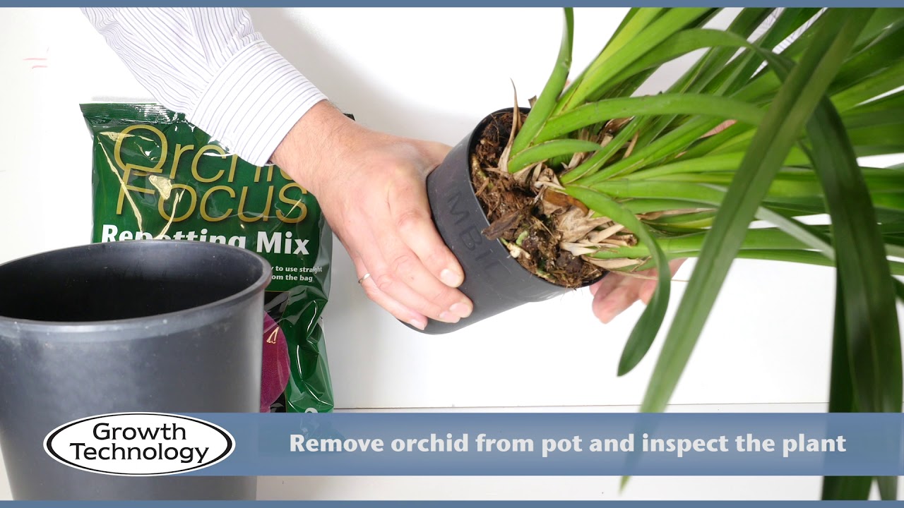 Potting on a Cymbidium Orchid