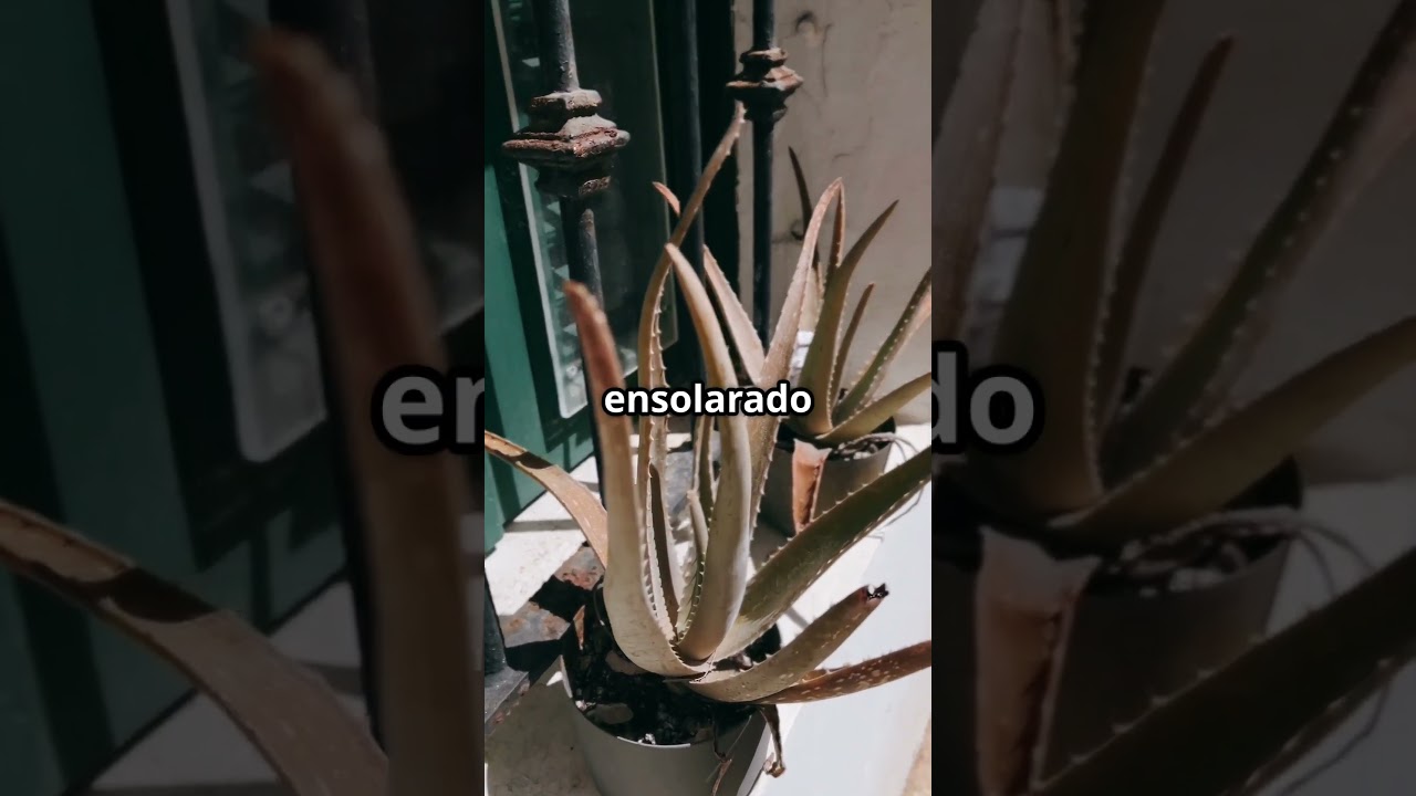 Dicas Infal&iacute;veis para Cultivar Cactos em Casa!