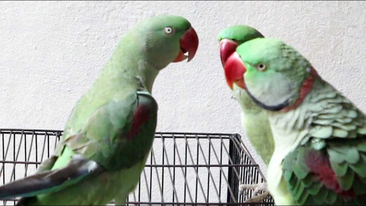 Jenny alexandrine parrot talking in angry mood | Talking Parrot