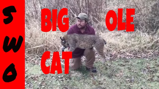 Incidental Bobcat Catch. What should you do?