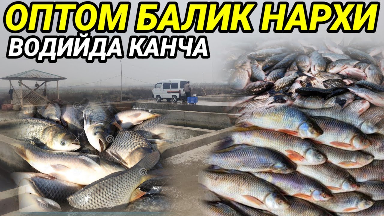 BUGUN BALIQ NARXLARI OPTOM JOYI