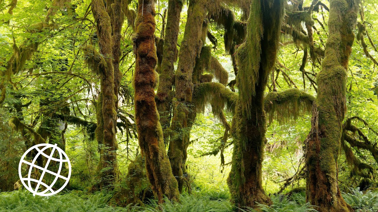 Olympic National Park, Washington, USA  [Amazing Places 4K]