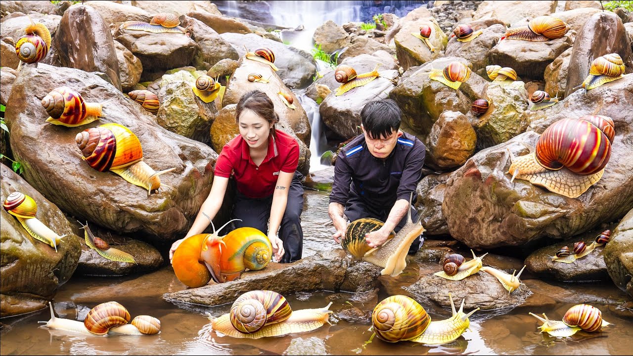 Harvest Snail (Apple Snails) Above The Giant Rock Stream In The Deep Forest Goes to the market sell