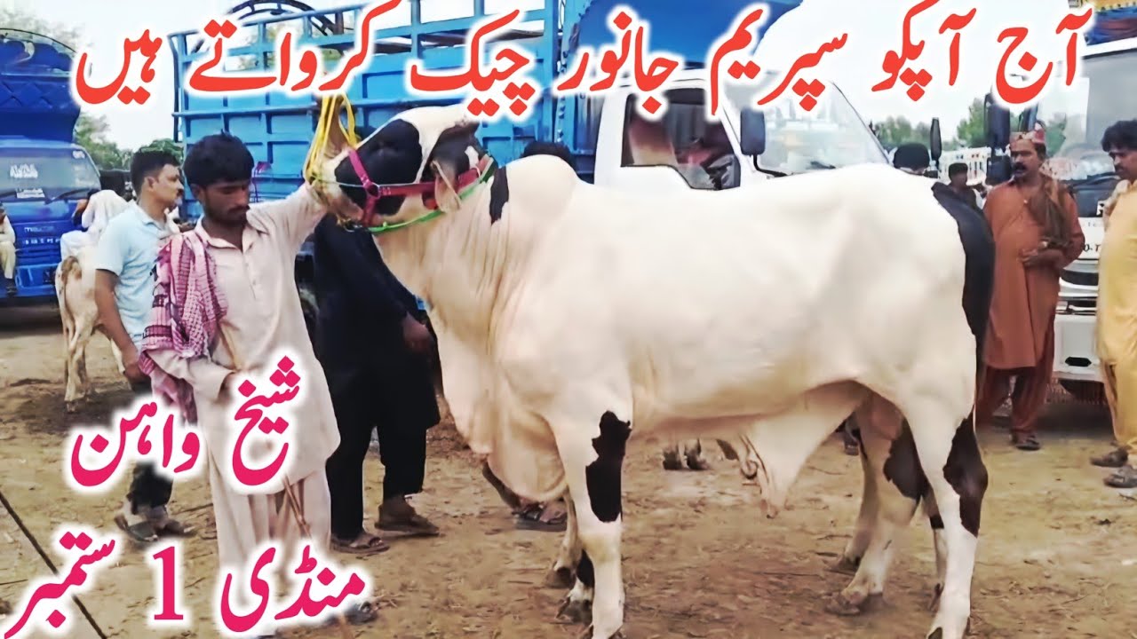 Sheikh Wahan Cow Mandi Latest Qurbani Bachre Update || Global Village Farming 