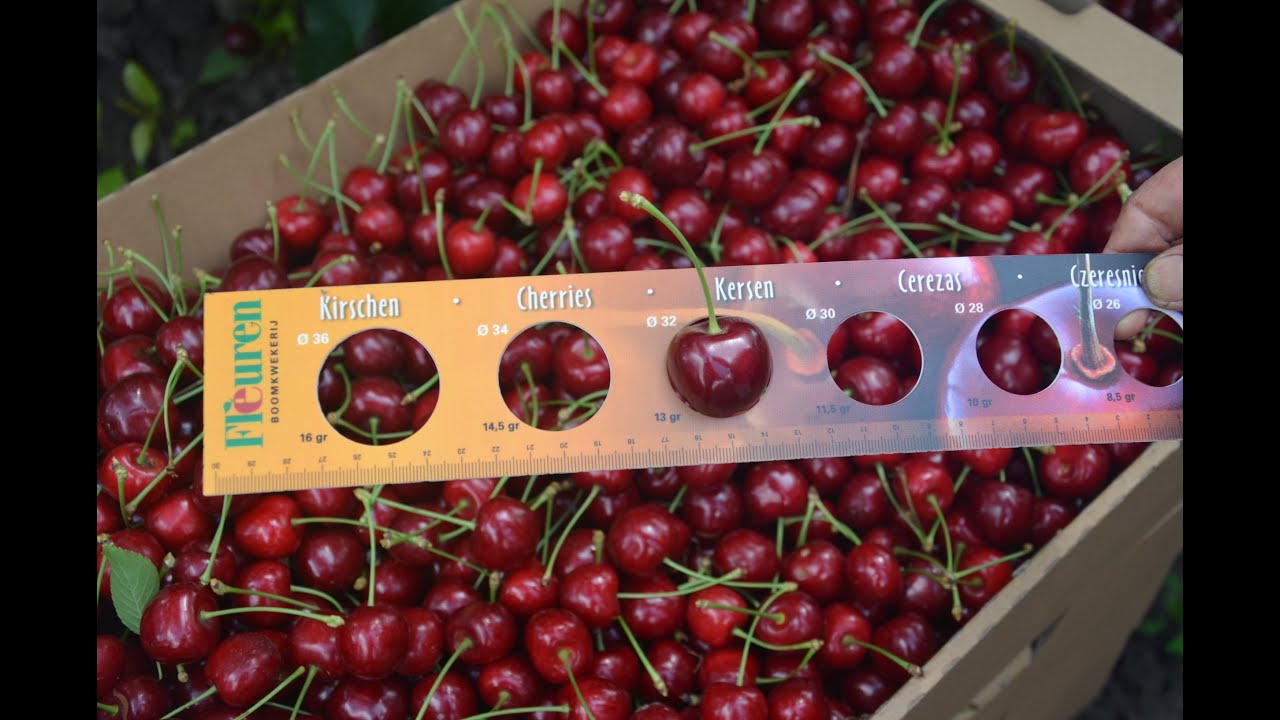 🍒 Вирощування черешні: як отримати 25 т з 1 га. Переваги вітчизняних сортів 🍒