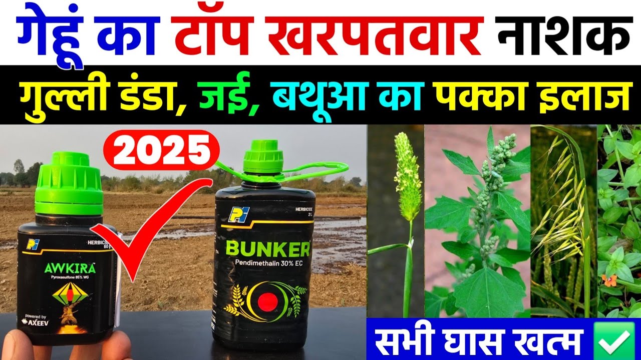 गेहूं में मंडूसी जैसे जिद्दी खरपतवारों के लिए No 1 स्प्रे | घास उगेगा ही नही | Gehu ki kheti 2025