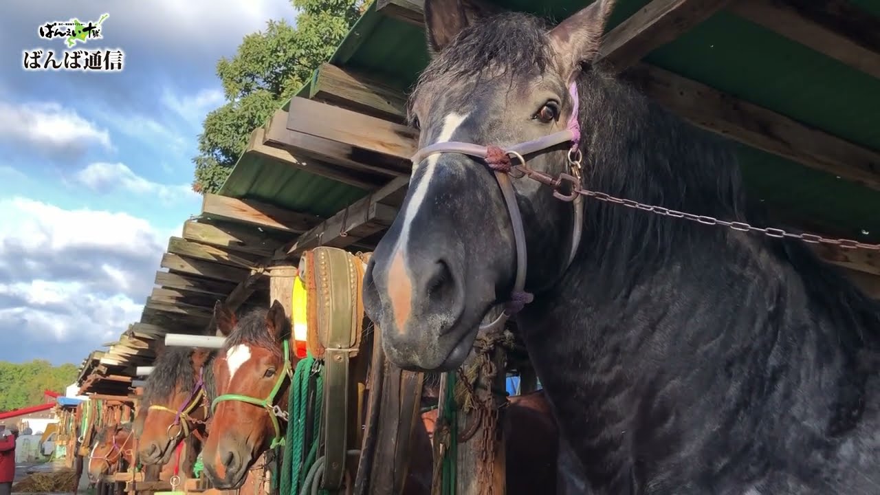 ［ばんば通信］十勝晴れの帯広競馬場