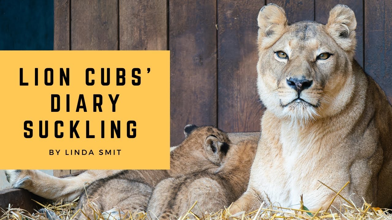 Lion cubs' diary Ep.3: Cute lion babies suckling, lion cubs playing, Senga annoying her brother