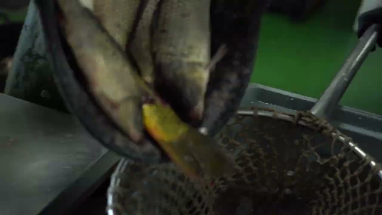 Gentes de la Albufera  Una vida a las orillas de El Palmar, miniserie documental oficial