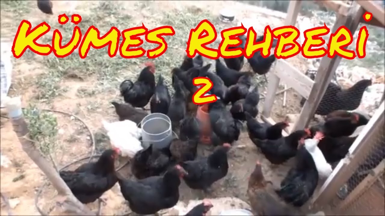 Tavuk Sağlığı, Hastalıklar ve Önlemleri 2