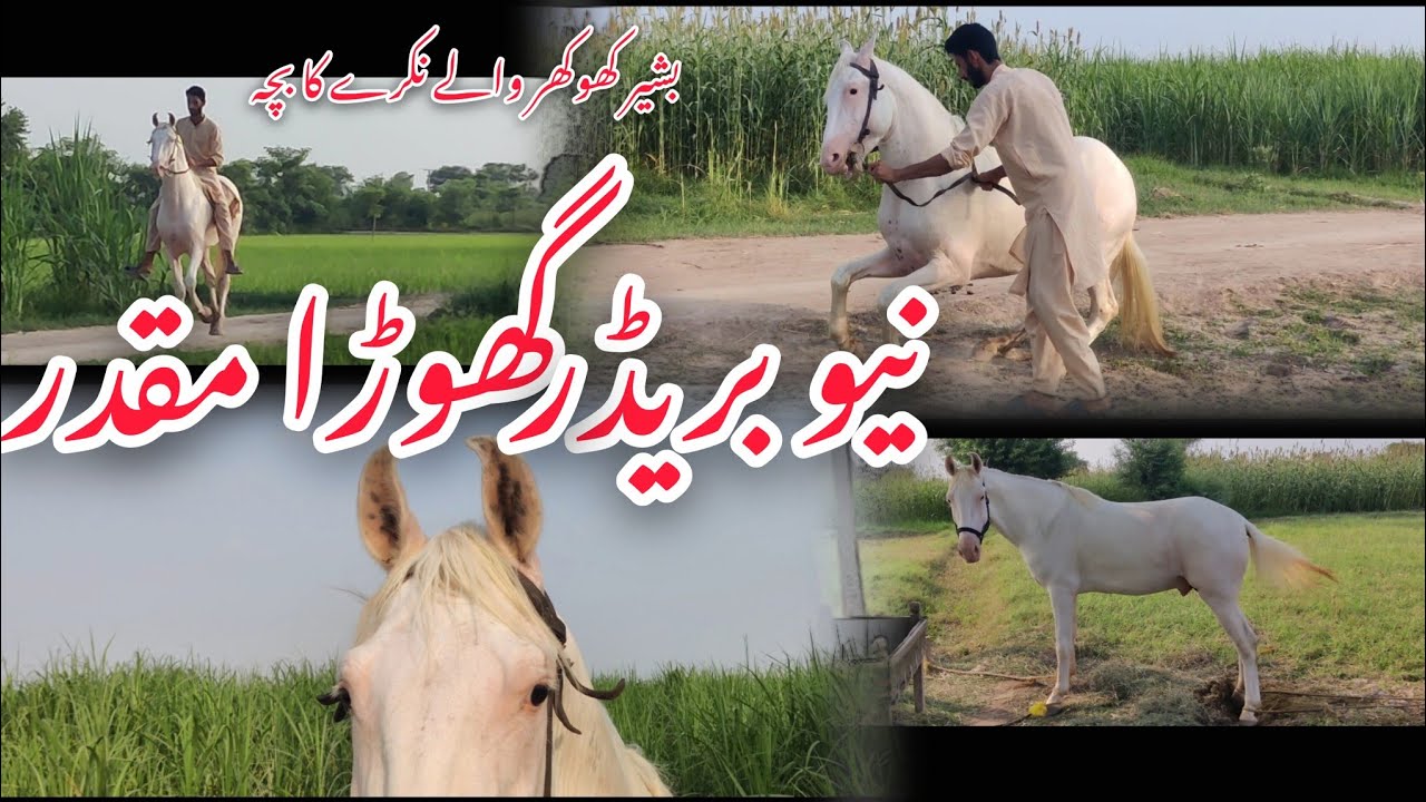 Most Beautiful Breeder Horse مقدر Son of شہزادہ