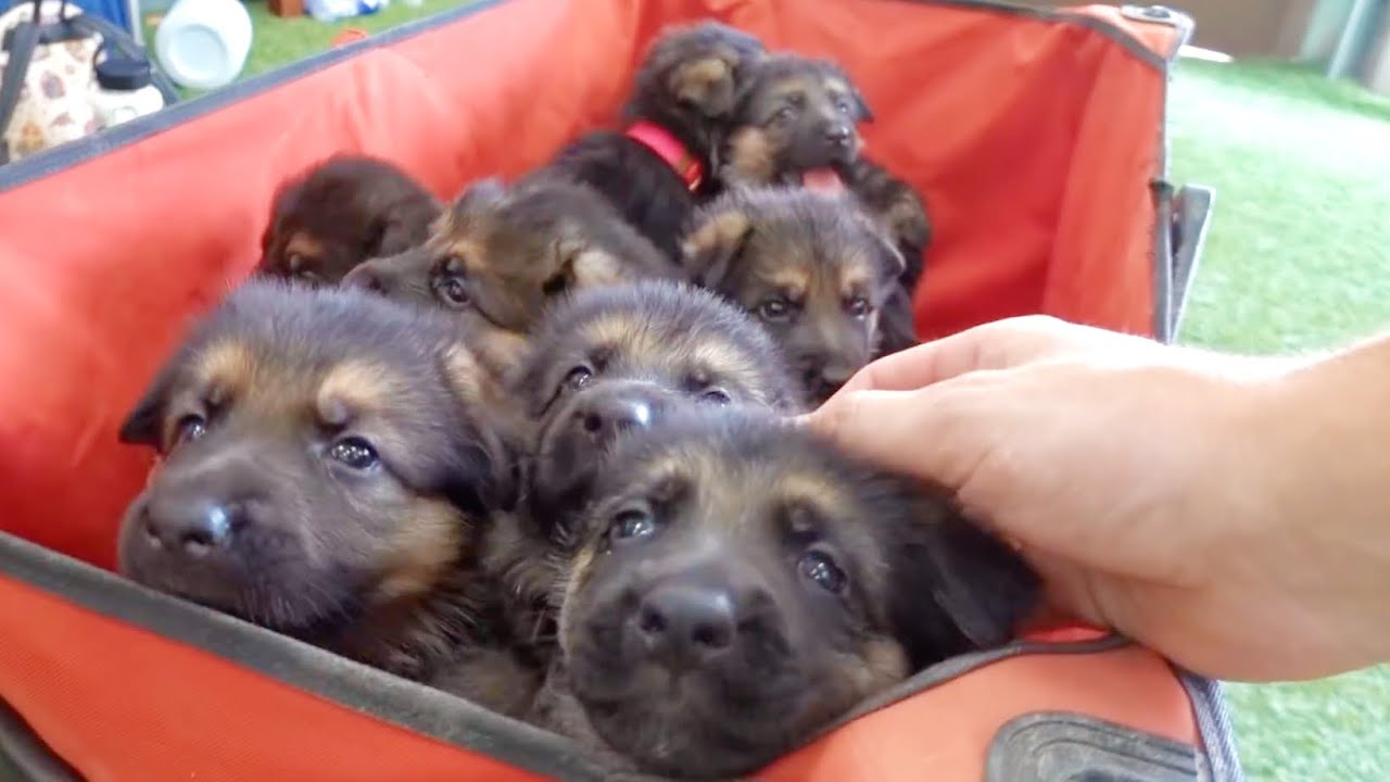 German Shepherd Puppies Playing Compilation!!