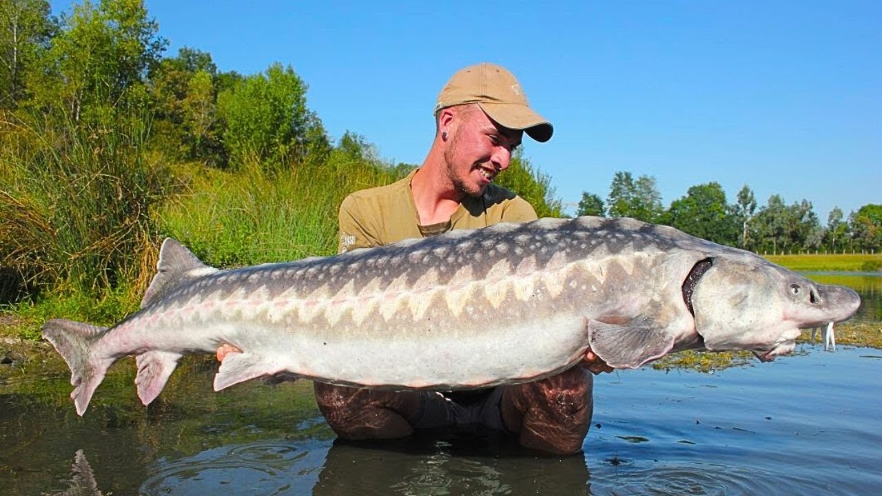 LA PECHE DE L'ESTURGEON A LA BOUILLETTE