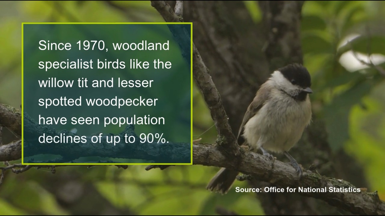 TCV volunteer impact - woodland management