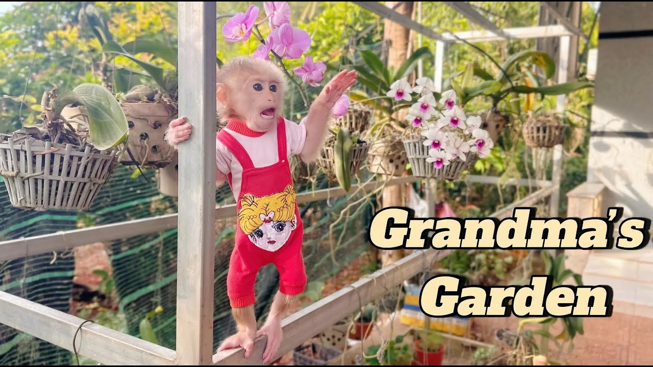 Lulu’s First Morning at Grandma’s House | Discovering a Beautiful Garden