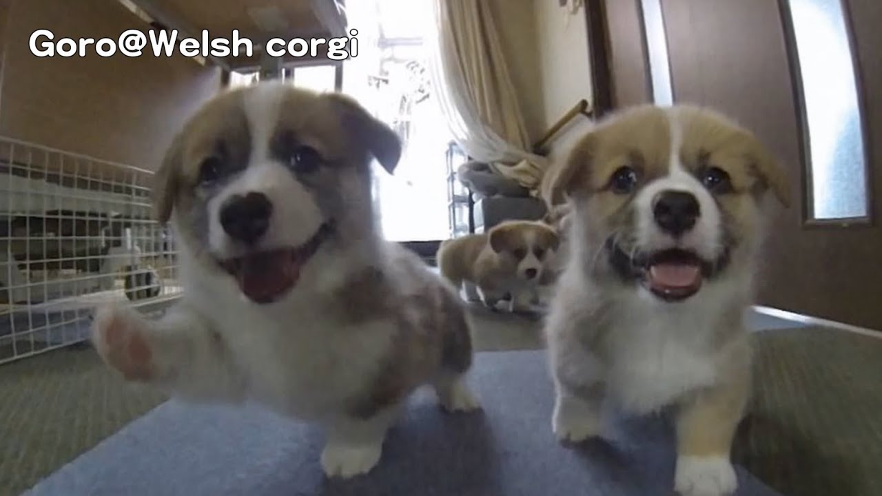 Cute corgi puppies part 4 ear flap slow motion / コーギー 子犬 スローモーション 20130706