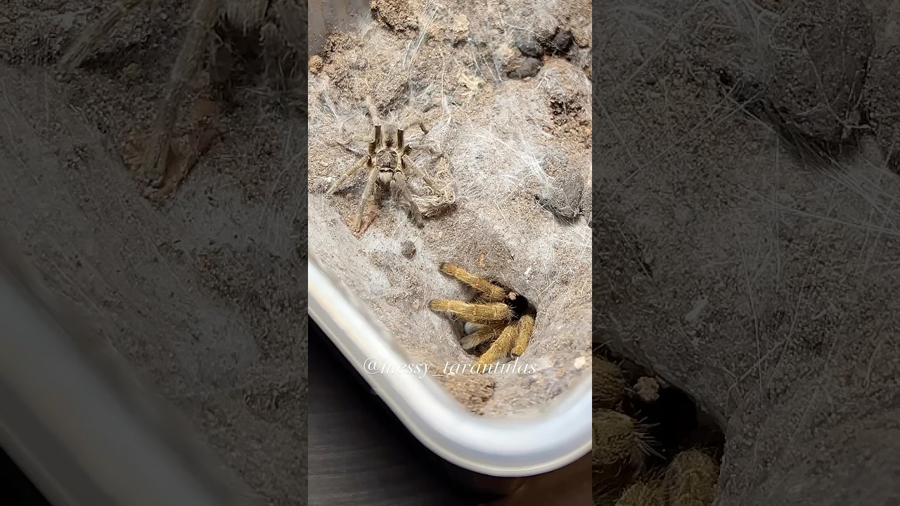 Instant match💃🕺1.1 Eucratoscelus pachypus courting (Stout Leg Baboon)