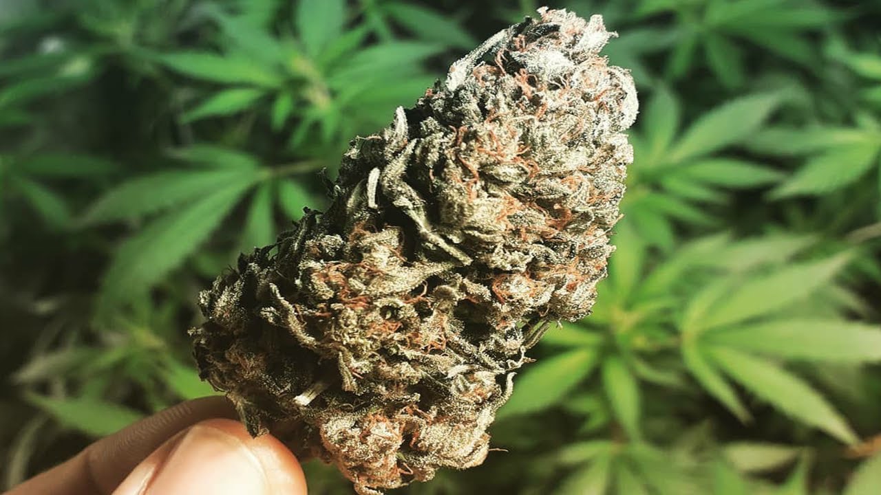 CATA DE AUTO JACK HERER cultivo *INDOOR* 2020
