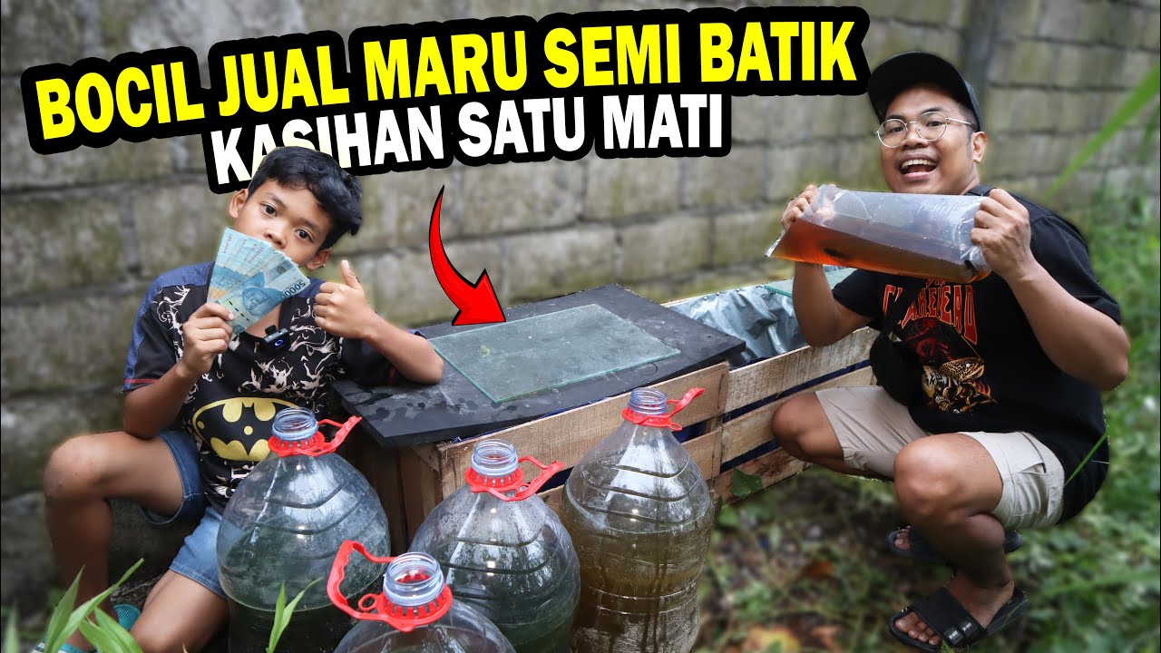 DUA EKOR 2 JUTA? BOCIL JUAL MARU SEMI BATIK FULL BUNGA DI BELAKANG RUMAH