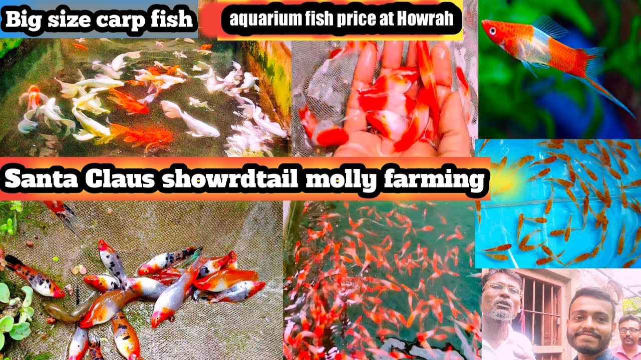 See how a civil engineer 😮 is farming aquarium fish | Rare molly fish farming with price🔥