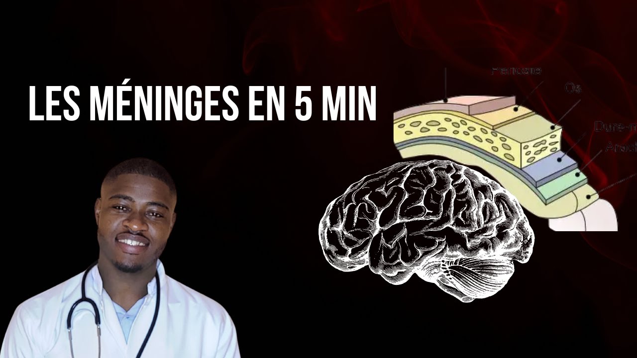 Les Méninges : Dure-mère, Arachnoïde, Pie-mère - NEUROANATOMIE Simplifiée 🧠