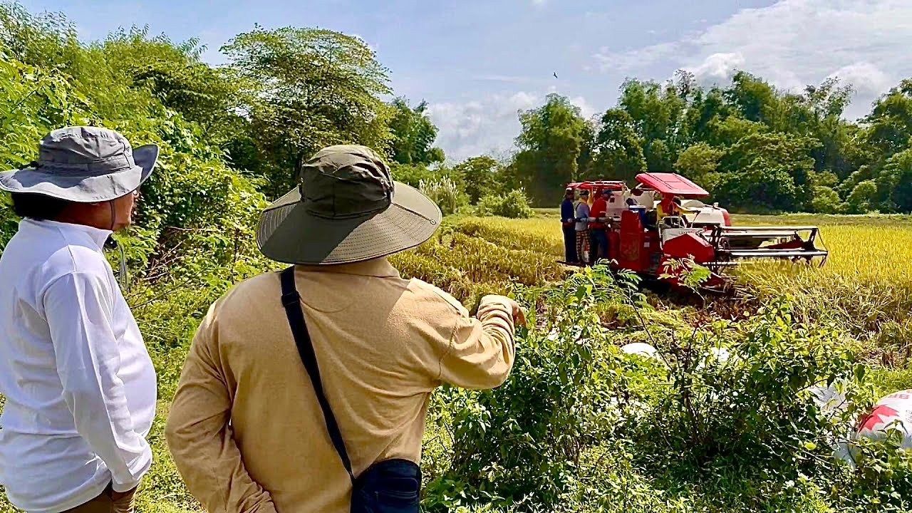 The Incredible Rice Harvest: 60 Cavans sa 1/4 Hectare lang?