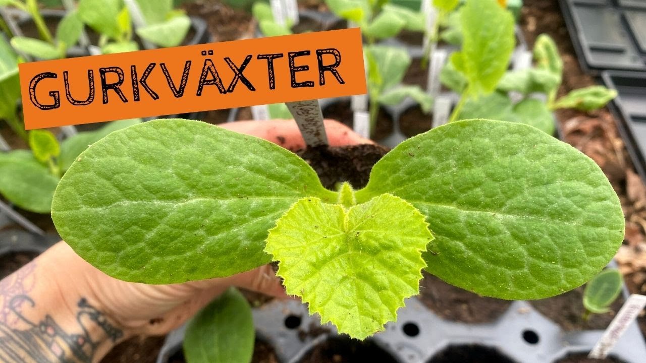 GURKVÄXTER - Sådd och omplantering av squash, pumpa, melon och gurka