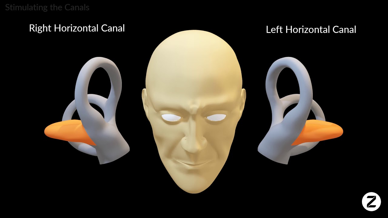 The Semicircular Canals