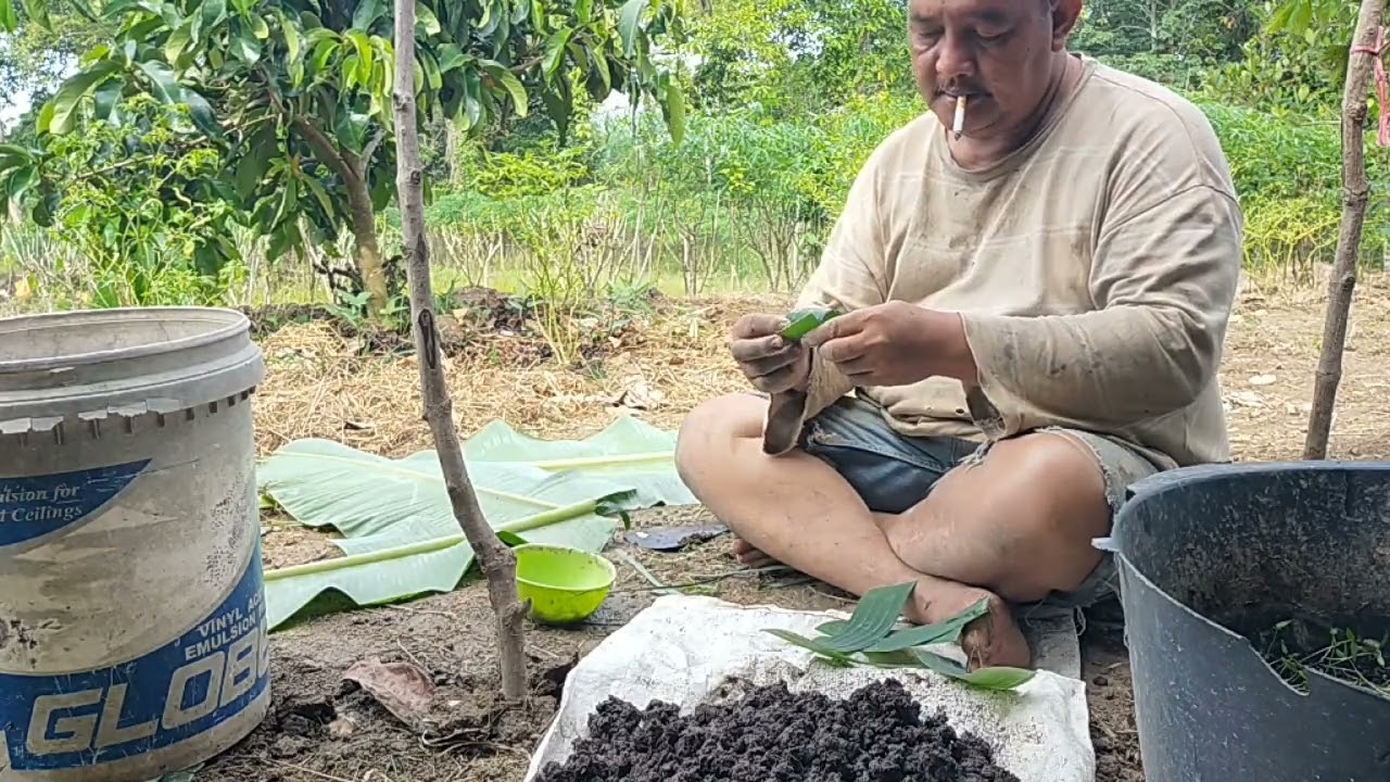Cara Praktis dan Sederhana Plibek Cabe pakai Daun Pisang dan Lidi Kelapa