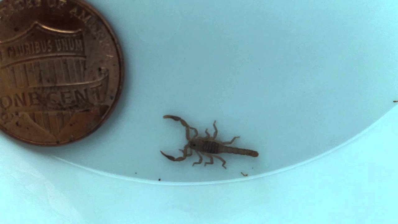 Southern Devil Scorpling (Vaejovis carolinianus)